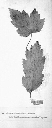 Caeoma cimicifugatum image